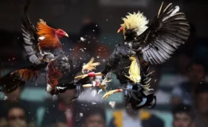 Bí Quyết Thắng Lớn Với Đá Gà WS168 Tại M88 Hấp Dẫn Nhất