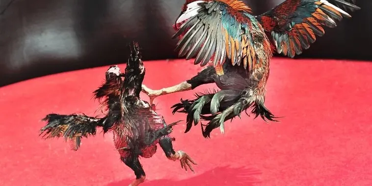 Bí Kíp Thắng Đá Gà Sabong M88 Hấp Dẫn Cho Người Chơi Mới