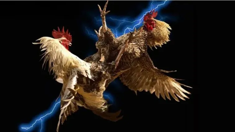 Bí Quyết Thắng Lớn Với Đá Gà WS168 Tại M88 Hấp Dẫn Nhất