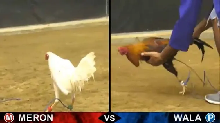 Bí Quyết Thắng Lớn Đá Gà M88 Hấp Dẫn Cho Người Mới